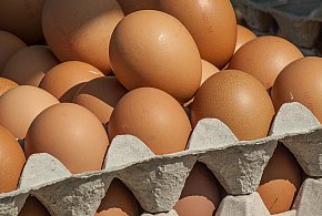 Salmonella wykryta w jajach! GIS wydał pilne ostrzeżenie-29262