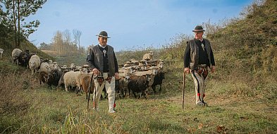 IX redyk w Grucznie: baranina, góralska muzyka i tradycja-28763