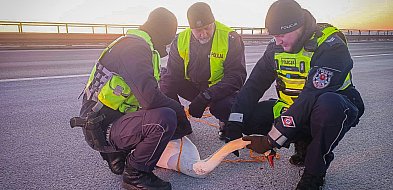 Nietypowy uczestnik ruchu na autostradzie