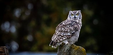 Co w lesie huczy? Niezwykłe spotkanie z sowami w Nadleśnictwie Dąbrowa