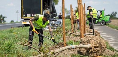 Zielona rewolucja na drogach —  aleja połączy Świecie z Tucholą