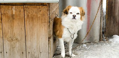 Pies na łańcuchu w czasie mrozu? Straż Miejska odpowiada