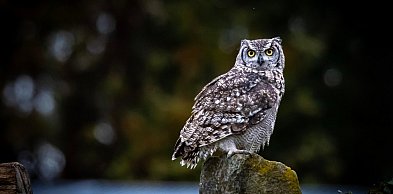 Co w lesie huczy? Niezwykłe spotkanie z sowami w Nadleśnictwie Dąbrowa