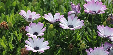 Stokrotka afrykańska – co zrobić, żeby kwitła przez całe lato