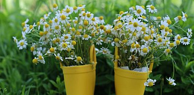 Kalosze w stokrotki – jak połączyć wygodę, urok i praktyczność w deszczowe dni?