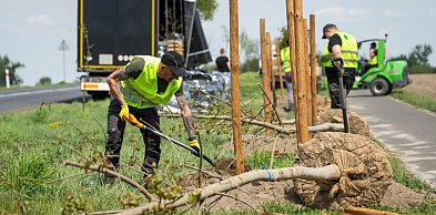 Zielona rewolucja na drogach —  aleja połączy Świecie z Tucholą