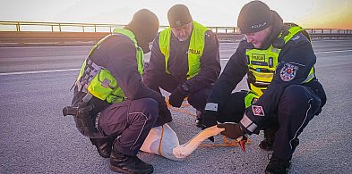 Nietypowy uczestnik ruchu na autostradzie