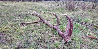 Uwaga, spacerowicze i kolekcjonerzy poroża. Straż Leśna wyrusza w las