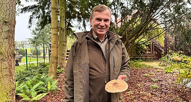 Sezon na grzyby w pełni! Leśniczy podpowiada, gdzie szukać prawdziwków-28509