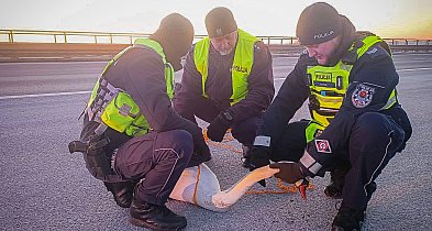 Nietypowy uczestnik ruchu na autostradzie
