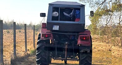 Niebezpieczny „nadkomplet” w ciągniku. 74-latek stracił prawo jazdy w Płochocinku