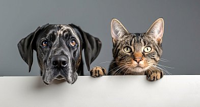 Jak wesprzeć swojego czworonoga na wiosnę. Zaglądamy do Zoo Zwierzaka