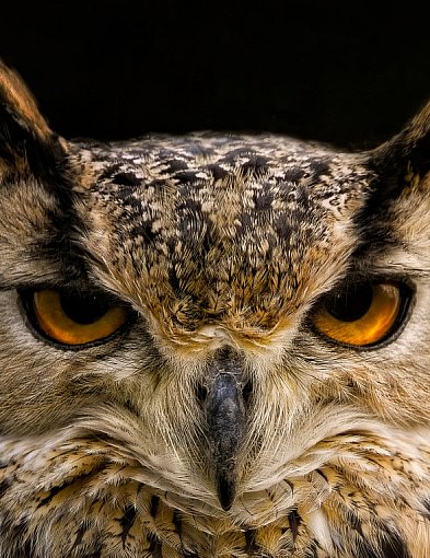 Co w lesie huczy? Niezwykłe spotkanie z sowami w Nadleśnictwie Dąbrowa