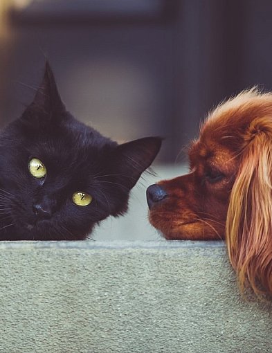 Jak wesprzeć swojego czworonoga na wiosnę. Zaglądamy do Zoo Zwierzaka