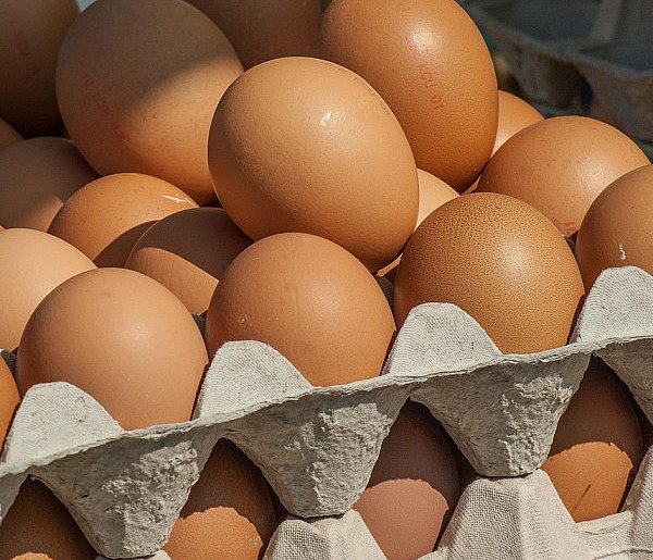 Salmonella wykryta w jajach! GIS wydał pilne ostrzeżenie-29262