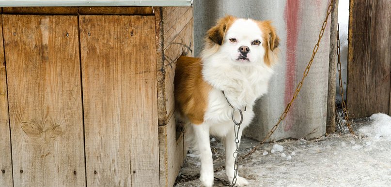 Pies na łańcuchu w czasie mrozu? Straż Miejska odpowiada