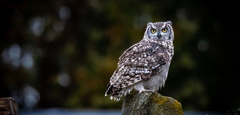 Co w lesie huczy? Niezwykłe spotkanie z sowami w Nadleśnictwie Dąbrowa