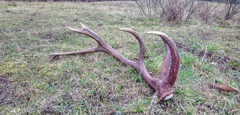 Uwaga, spacerowicze i kolekcjonerzy poroża. Straż Leśna wyrusza w las