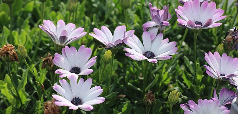 Stokrotka afrykańska – co zrobić, żeby kwitła przez całe lato