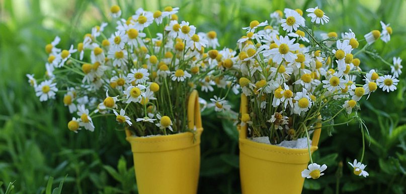 Kalosze w stokrotki – jak połączyć wygodę, urok i praktyczność w deszczowe dni?