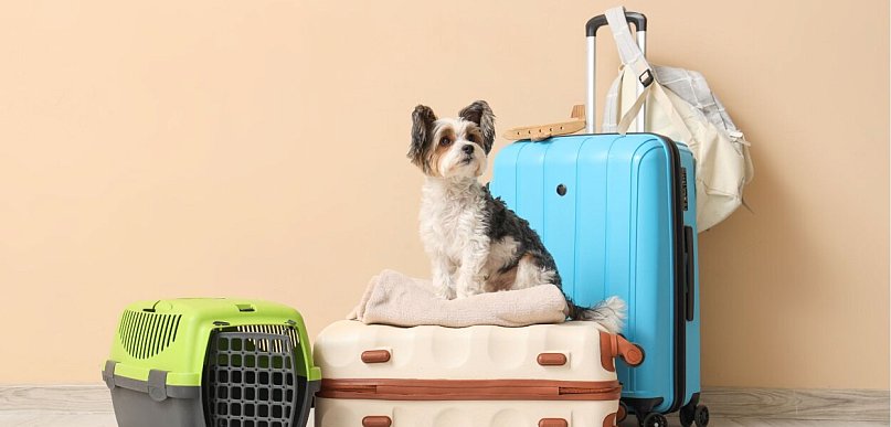 Wakacje z czworonogiem. Jak przygotować pupila na długą podróż?