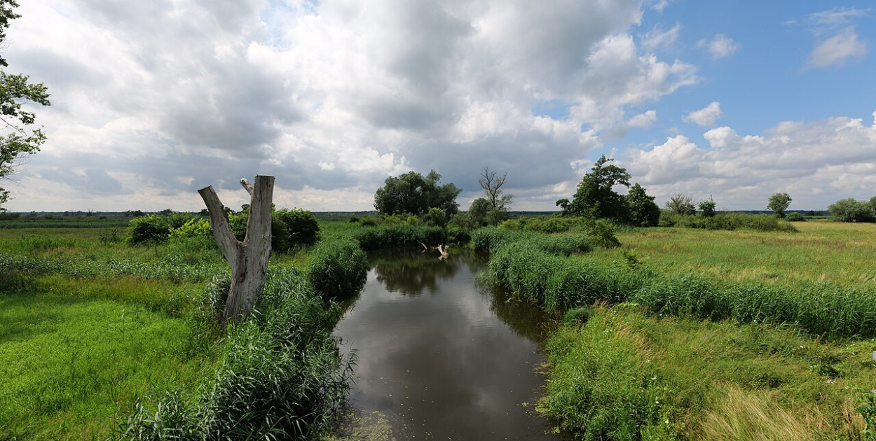 Fot. Leonhard Lenz, CC0, via Wikimedia Commons