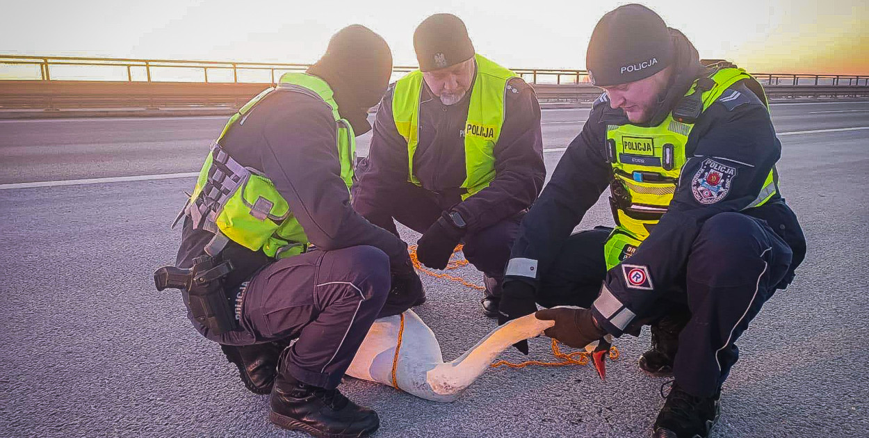 Nietypowy uczestnik ruchu na autostradzie