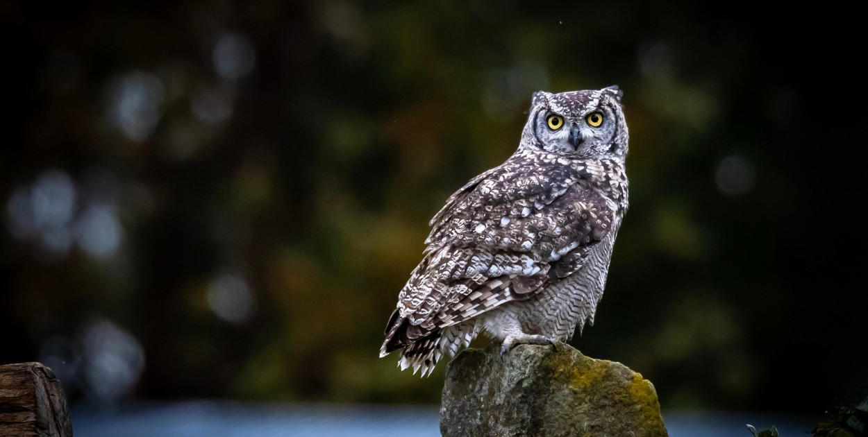 Co w lesie huczy? Niezwykłe spotkanie z sowami w Nadleśnictwie Dąbrowa