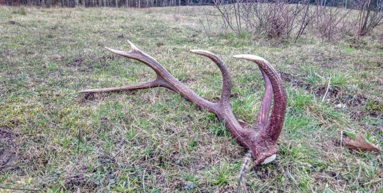 Uwaga, spacerowicze i kolekcjonerzy poroża. Straż Leśna wyrusza w las