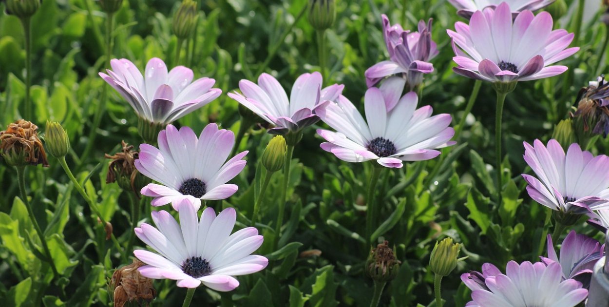 Stokrotka afrykańska – co zrobić, żeby kwitła przez całe lato