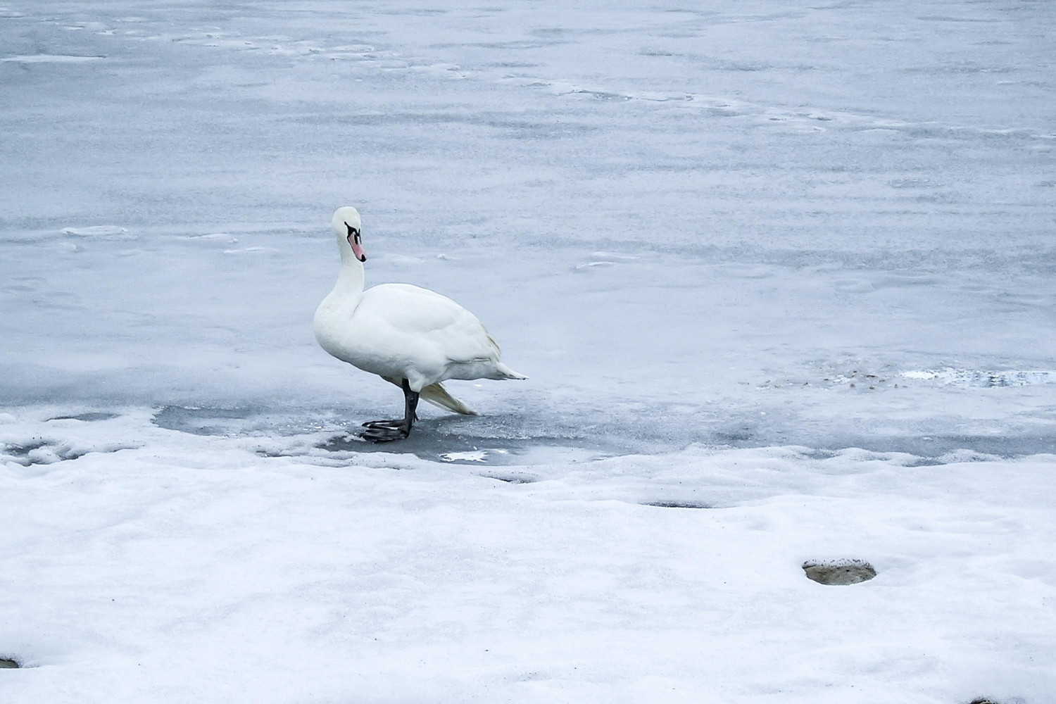 Tomek z Pixabay Tomek z Pixabay